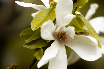 Wall Mural - Last bloom of magnolia in the season. Beautiful Magnolia Flower is fading. Close up of a pistil of magnolia flower in the end of flowering season. Romantic creative toned floral background.