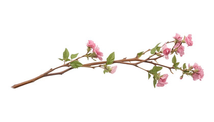 pink cherry blossom isolated on transparent background cutout