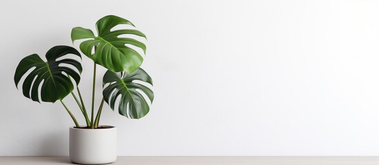 Minimalist room interior with a Monstera flower in a white pot on a white wooden pedestal against a white background