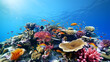 A coral reef teeming with marine life
