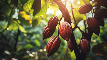 Cocoa Growing On Trees In Their Natural Habitat, Selective Focus, Sunny Day