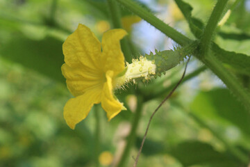 Wall Mural - Cucumber on tree in farm