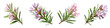 Bog Rosemary clipart collection, vector, icons isolated on transparent background