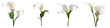 Calla Lily clipart collection, vector, icons isolated on transparent background