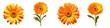 Calendula clipart collection, vector, icons isolated on transparent background