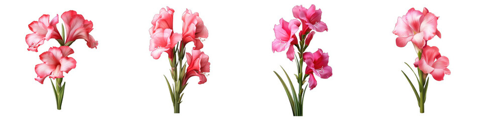 Wall Mural - Gladiolus clipart collection, vector, icons isolated on transparent background