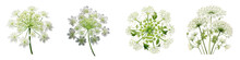 Queen Anne's Lace Flower Clipart Collection, Vector, Icons Isolated On Transparent Background
