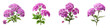 Verbena clipart collection, vector, icons isolated on transparent background