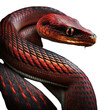 Red Snake. PNG 