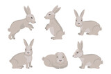 Fototapeta Dinusie - Set of cute gray rabbits, hares. Cartoon illustration, Easter design elements, vector