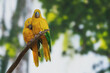 Golden Parakeet couple (Guaruba guarouba)