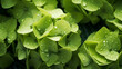 growing young plants, close up of green clovers with wet water dew drops., Glistening Water Droplets on Fresh Oregano Leaves.


