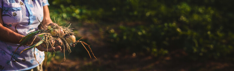 Wall Mural - An old woman harvests onions in the garden. Selective focus.