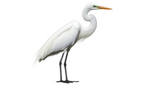 Great White Heron Transparent Background PNG Isolated