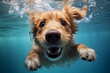 Funny dog swimming in pool.