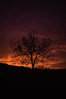 Baum Silhouette im Sonnenuntergang