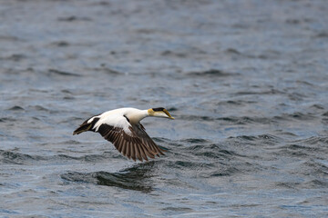 Wall Mural - A male Common Eider (Somateria mollissima) duck flying low along the surface of the Atlantic Ocean off the coast of Maine, USA.
