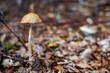 A single, lonely mushroom in the forest