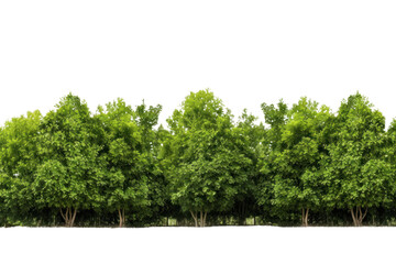 green tree forest and leaves in summer rows of trees and shrubs on a transparent background. isolate