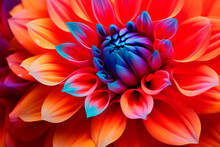 Macro Of A Dahlia With Vibrant Petals From Red To Blue, Artistic And Saturated Detail.