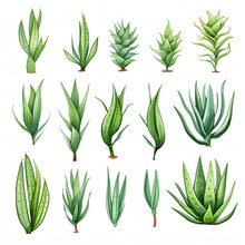 Set Of Green Aloe Vera Watercolor Illustrations Isolated On A White Background