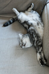 Wall Mural - Cute gray british shorthair cat with big yellow eyes sleeps in funny pose on sofa