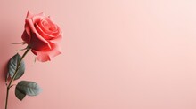 A Romantic Rose On Pink Background, Love Theme