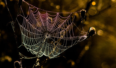 spider web with dew drops