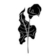 Silhouette of calla flower.Decorative botanical element.Vector graphics.