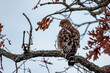Red-Shouldered Hawk Sitting In Tree
