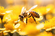 A close-up of a honey bee on a yellow flower
