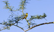 Brightly colorful Lesser Goldfinch perched in mesquite tree in American Southwest, Tucson, Arizona, United States