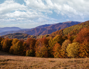 Wall Mural - Autumn morning Carpathian Mountains calm picturesque scene, Ukraine. Peaceful traveling, seasonal, nature and countryside beauty concept scene.