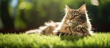 Green Artificial Grass With A Cat Resting On It