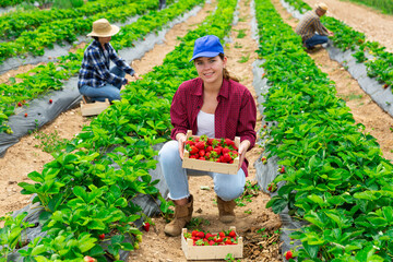 Sticker - Young attractive woman farm worker harvesting organic strawberry at a field on a sunny day