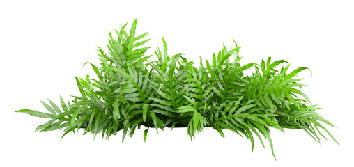 Tropical plant fern bush shrub tree isolated on white background with clipping path.
