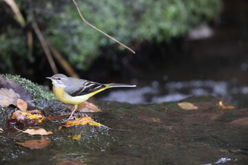 Wall Mural - Grey wagtail (Motacilla cinerea) is a member of the wagtail family, Motacillidae. This photo was taken in Japan.