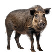 Boar Isolated