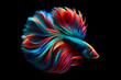 Shimmering bright and richly colored Betta fish with long, flowing fins against an isolated on black background.