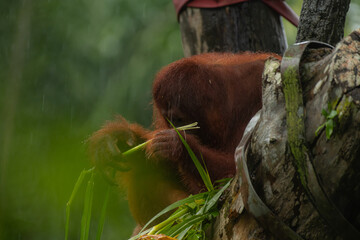 Wall Mural - Male orangutan eating leaves behind the tree