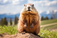An Image Of Groundhog