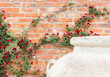 Red rose miniature climbing plant against red brick wall with white plant pot in front - image with copy space