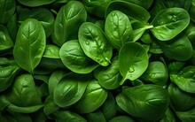 Fresh Green Baby Spinach Leaves Natural Background