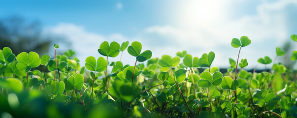 Wall Mural - Shamrock field landscape on bright sunny morning