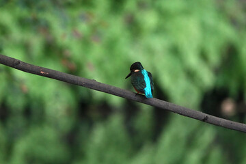 Poster - common kingfisher is hunting a fish