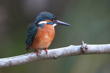 Poster - common kingfisher is hunting a fish