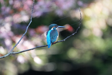 Poster - common kingfisher is hunting a fish