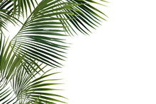 Palm Leaves Isolated On A White Transparent Background. Generative Ai.