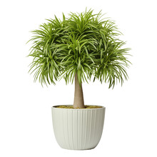 Photo Of Ponytail Palm Plant In Flowerpot Isolated