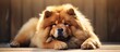 Chow chow dog in a stunning and relaxed photo.